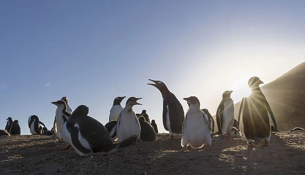 Gentoo Penguin (Pygoscelis papua), Falkland Islands. Colony. South America, Falkland Islands