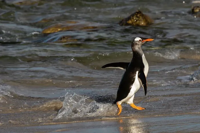 Framed Print : Gentoo penguin, Pygoscelis Papua, coming ashore. Pebble Island, Falkland Islands