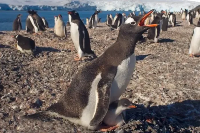 Framed Print : gentoo penguin, Pygoscelis papua, with chick on nest, South Shetland Islands, Antarctica