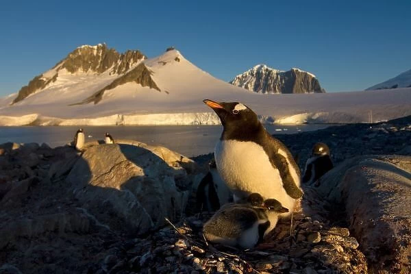 gentoo penguin, Pygoscelis Papua, parent with chicks on its nest, western Antarctic Peninsula
