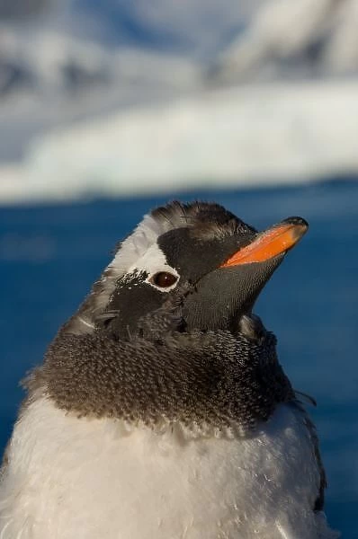 gentoo penguin, Pygoscelis Papua, chick along the western Antarctic Peninsula, Antarctica