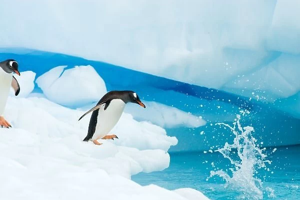 gentoo penguin, Pygoscelis Papua, jumping off an iceberg, western Antarctic Peninsula