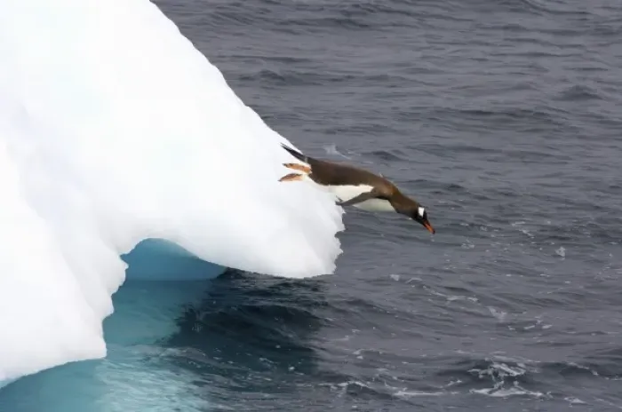 Framed Print : gentoo penguin, Pygoscelis Papua, jumping off an iceberg, western Antarctic Peninsula Framed Print : gentoo penguin, Pygoscelis Papua, jumping off an iceberg, western Antarctic Peninsula
