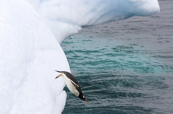 gentoo penguin, Pygoscelis Papua, jumping off an iceberg, western Antarctic Peninsula