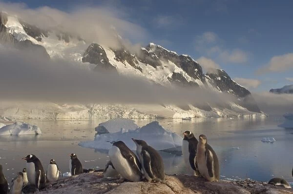 gentoo penguin, Pygoscelis Papua, colony along the western Antarctic Peninsula, Antarctica