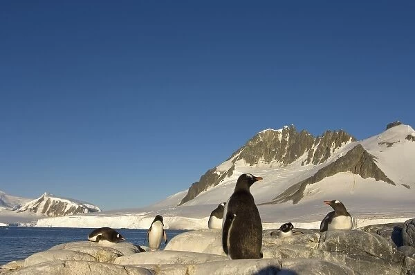 gentoo penguin, Pygoscelis Papua, colony along the western Antarctic Peninsula, Antarctica