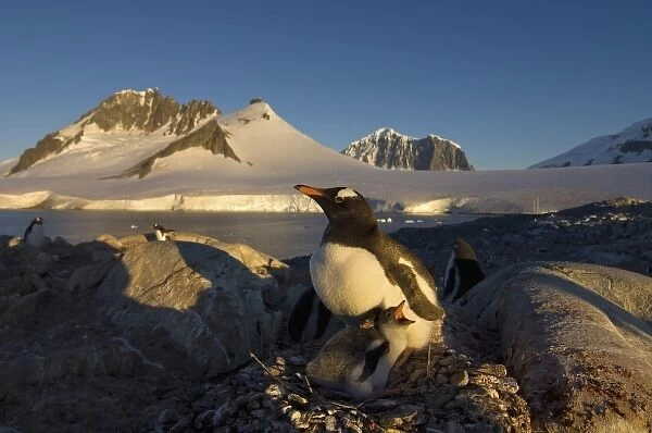 gentoo penguin, Pygoscelis Papua, parent with chicks on its nest, western Antarctic Peninsula