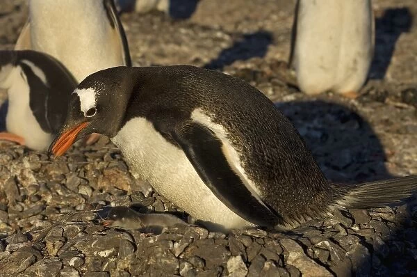 gentoo penguin, Pygoscelis papua, feeding its newborn chick, South Shetland Islands