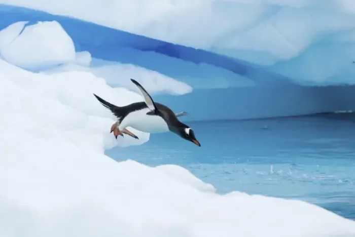 Framed Print : gentoo penguin, Pygoscelis Papua, jumping off an iceberg, western Antarctic Peninsula