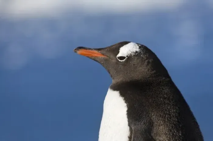 Framed Print : Gentoo Penguin (Pygoscelis papua), Neko Harbor, Antarctica