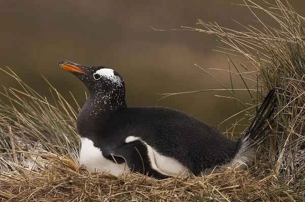 Gentoo Penguin (Pygoscelis papua) on nest at West Falkland, Falkland Islands