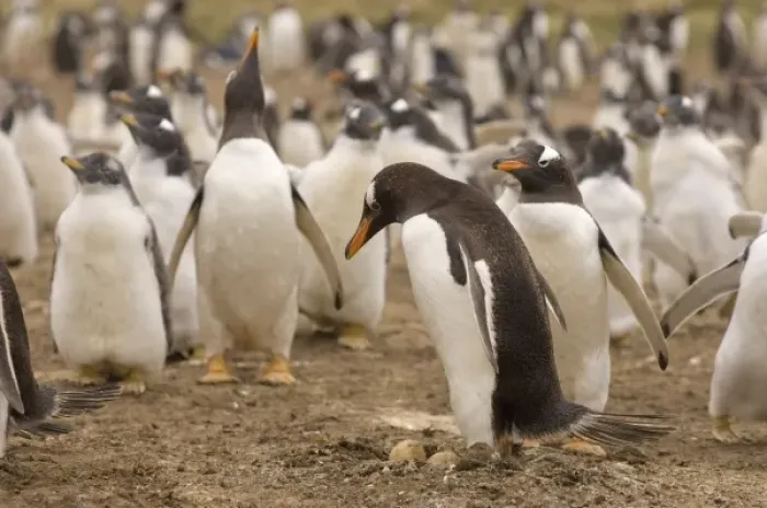 Framed Print : gentoo penguin, Pygoscelis papua, sitting on eggs, Beaver Island, Falkland Islands