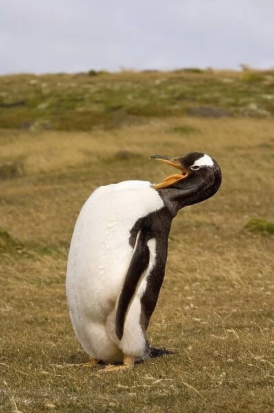 gentoo penguin, Pygoscelis papua, grooming itself, Beaver Island, Falkland Islands