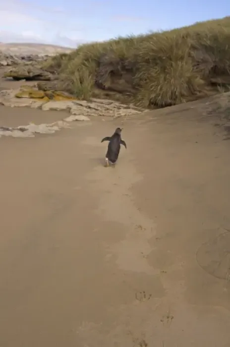 Framed Print : gentoo penguin, Pygoscelis papua, walking down a beach on Beaver Island, Falkland Islands