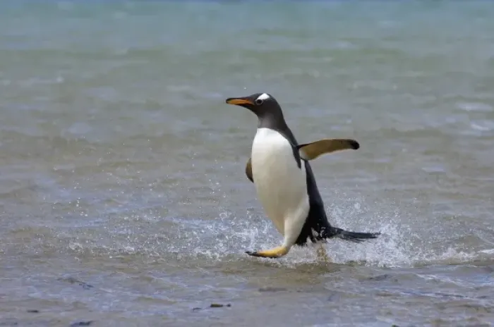 Framed Print : gentoo penguin, Pygoscelis papua, jumping out of the water, Beaver Island, Falkland Islands