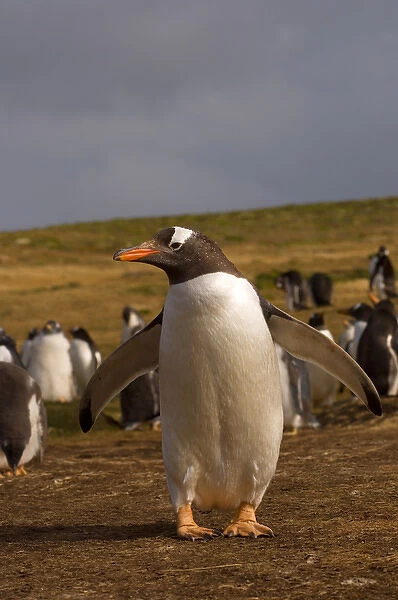 gentoo penguin, Pygoscelis papua, on Beaver Island, Falkland Islands, South Atlantic