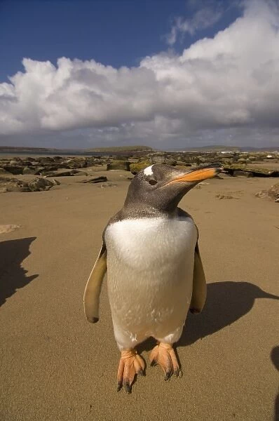 gentoo penguin, Pygoscelis papua, on Beaver Island, Falkland Islands, South Atlantic
