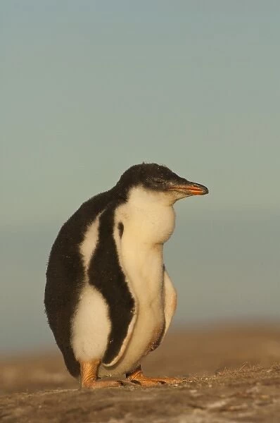Gentoo Penguin (Pygoscelis papua) chick, Saunders Island, south of mainland, east Falkland Island