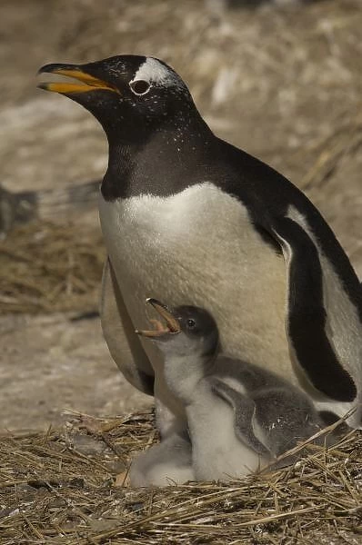 Gentoo Penguin (Pygoscelis papua) and chicks. These penguins, are resident and breed
