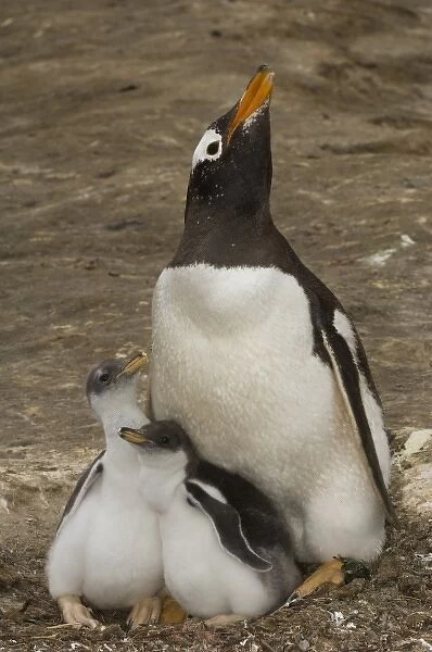 Gentoo Penguin (Pygoscelis papua) and chicks. These penguins are residents and breed