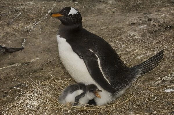 Gentoo Penguin (Pygoscelis papua) and chicks. These penguins are residents and breed
