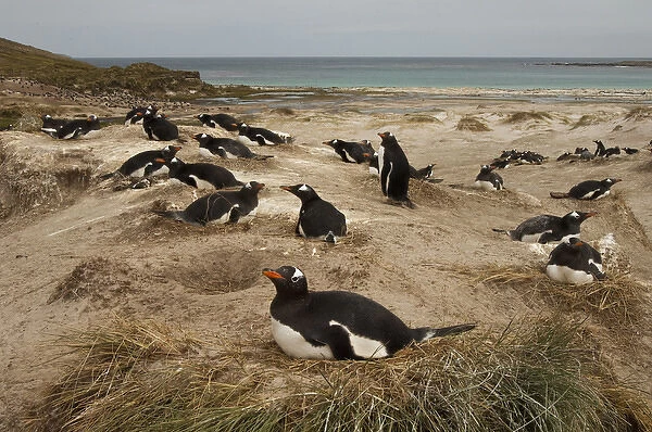 Gentoo Penguin (Pygoscelis papua) colony. West Falkland. FALKLAND ISLANDS