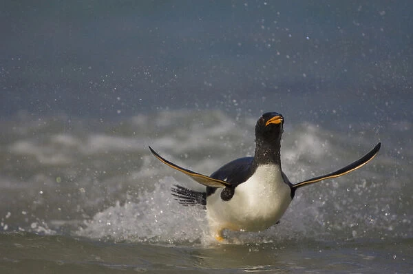 Gentoo Penguin (Pygoscelis papua) coming in on the surf. Pebble Island. Off north