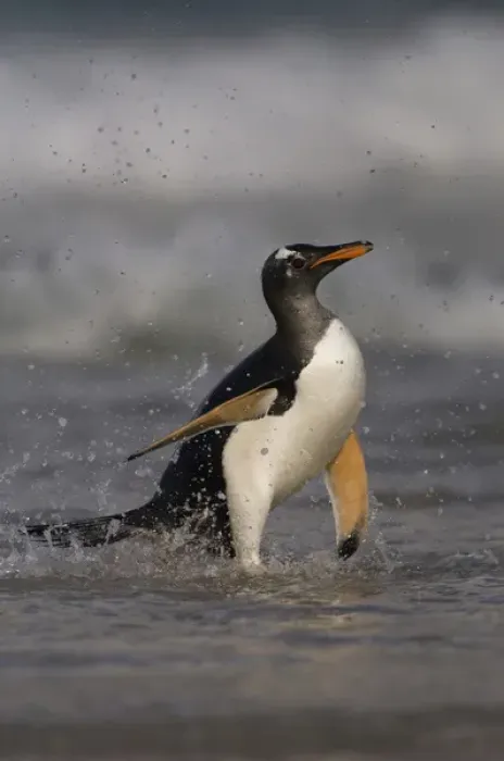 Framed Print : Gentoo Penguin (Pygoscelis papua) coming in on the surf. Pebble Island. Off north