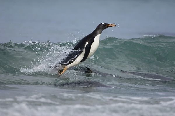 Gentoo Penguin (Pygoscelis papua) coming in on the surf. Pebble Island, off north
