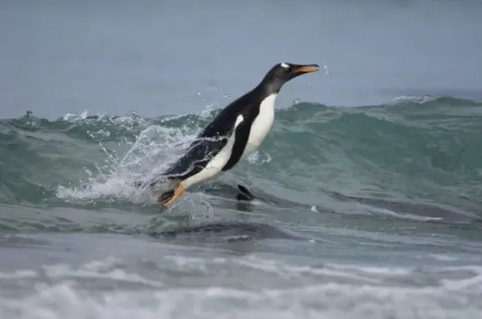 Framed Print : Gentoo Penguin (Pygoscelis papua) coming in on the surf. Pebble Island, off north