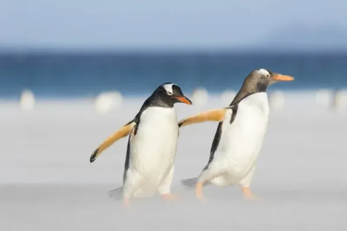 Framed Print : Gentoo Penguin (Pygoscelis papua) on the Falkland Islands, crossing a wide sandy Framed Print : Gentoo Penguin (Pygoscelis papua) on the Falkland Islands, crossing a wide sandy