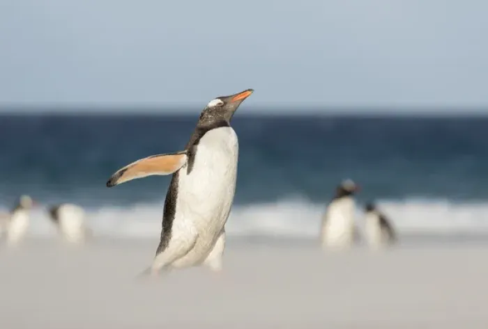 Framed Print : Gentoo Penguin (Pygoscelis papua) on the Falkland Islands, crossing a wide sandy Framed Print : Gentoo Penguin (Pygoscelis papua) on the Falkland Islands, crossing a wide sandy