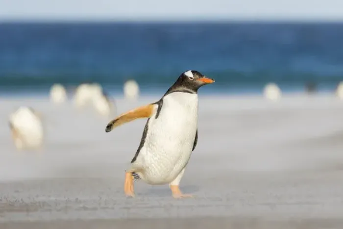 Framed Print : Gentoo Penguin (Pygoscelis papua) on the Falkland Islands, crossing a wide sandy Framed Print : Gentoo Penguin (Pygoscelis papua) on the Falkland Islands, crossing a wide sandy