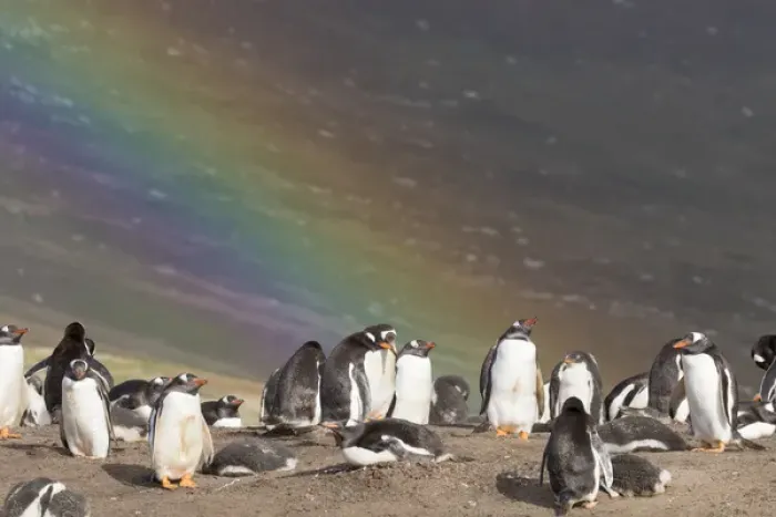 Framed Print : Gentoo Penguin (Pygoscelis papua) on the Falkland Islands, rookery under a rainbow