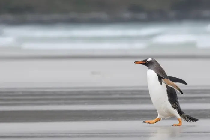 Framed Print : Gentoo Penguin (Pygoscelis papua) on the Falkland Islands, crossing a wide sandy Framed Print : Gentoo Penguin (Pygoscelis papua) on the Falkland Islands, crossing a wide sandy