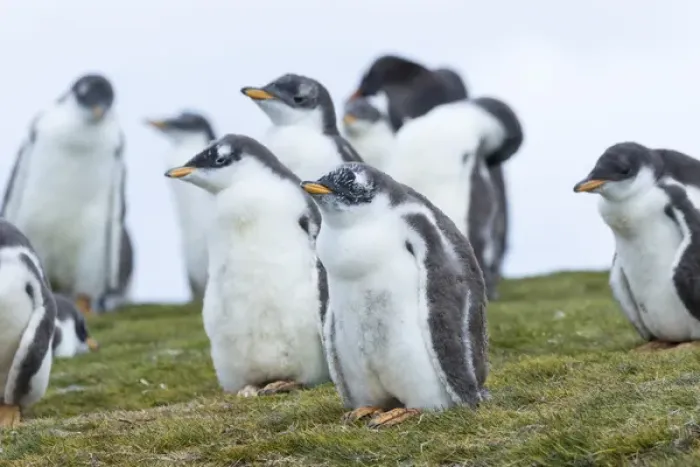 Framed Print : Gentoo Penguin (Pygoscelis papua) on the Falkland Islands, half grown chicks. South America Framed Print : Gentoo Penguin (Pygoscelis papua) on the Falkland Islands, half grown chicks. South America