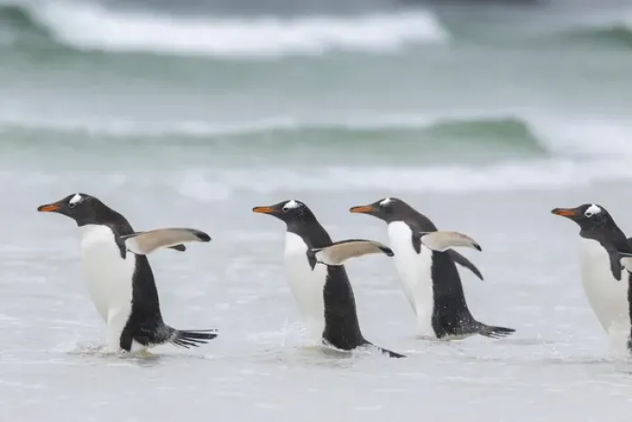 Framed Print : Gentoo Penguin (Pygoscelis papua) on the Falkland Islands, walking into the surf