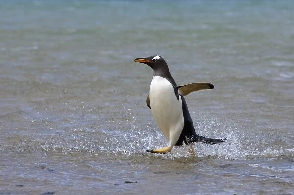 gentoo penguin, Pygoscelis papua, jumping out of the water, Beaver Island, Falkland Islands