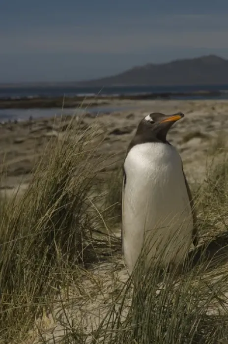 Framed Print : Gentoo Penguin (Pygoscelis papua) Keppel Island. Off north coast of West Falkland