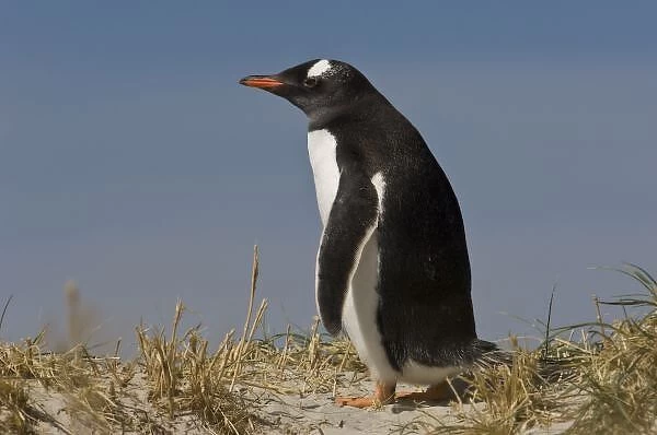 Gentoo Penguin (Pygoscelis papua) on Keppel Island, off north coast of West Falkland