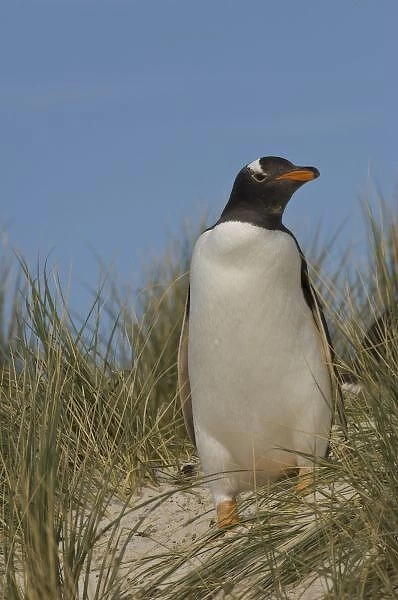 Gentoo Penguin (Pygoscelis papua), Keppel Island, off north coast of West Falkland