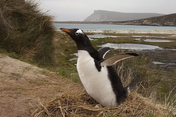 Gentoo Penguin (Pygoscelis papua) on a nest, West Falkland, Falkland Islands