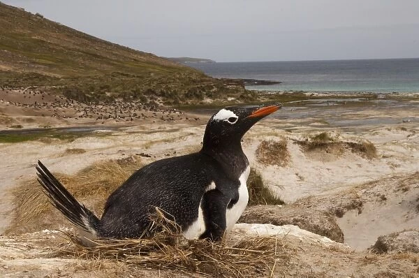 Gentoo Penguin (Pygoscelis papua) on nest, West Falkland, Falkland islands