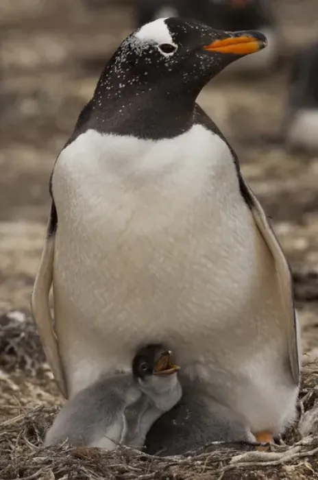 Framed Print : Gentoo Penguin (Pygoscelis papua) on nest with chicks. West Falkland. FALKLAND ISLANDS Framed Print : Gentoo Penguin (Pygoscelis papua) on nest with chicks. West Falkland. FALKLAND ISLANDS