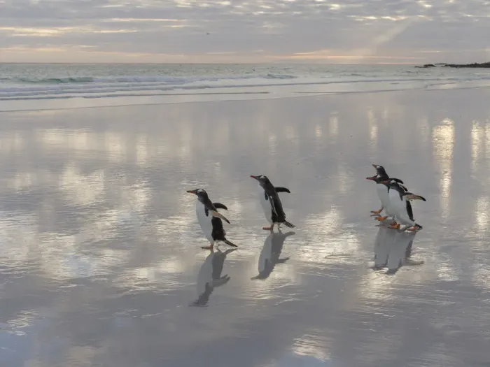 Framed Print : Gentoo Penguin (Pygoscelis Papua) on the sandy beach of Volunteer Point. South America