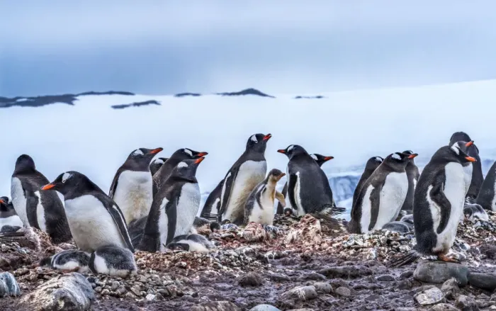 Framed Print : Gentoo Penguin rookery, Yankee Harbor, Greenwich Island, Antarctica Framed Print : Gentoo Penguin rookery, Yankee Harbor, Greenwich Island, Antarctica