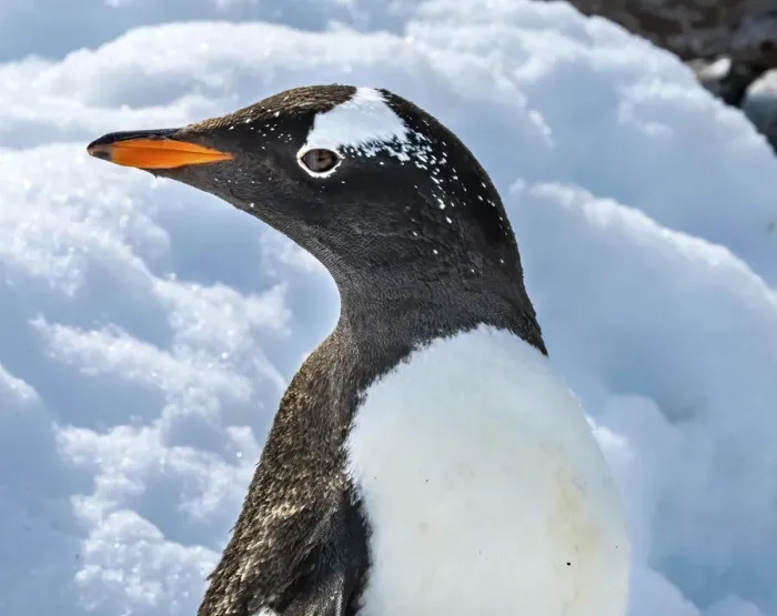 Framed Print : Gentoo penguin Snow Highway Rookery, Damoy Point, Antarctic Peninsula, Antarctica