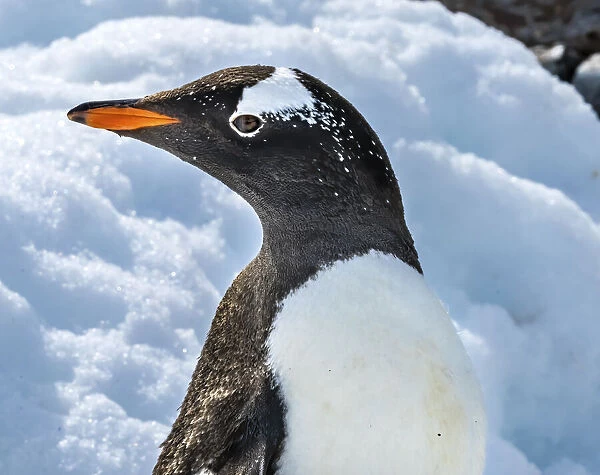 Gentoo penguin Snow Highway Rookery, Damoy Point, Antarctic Peninsula, Antarctica