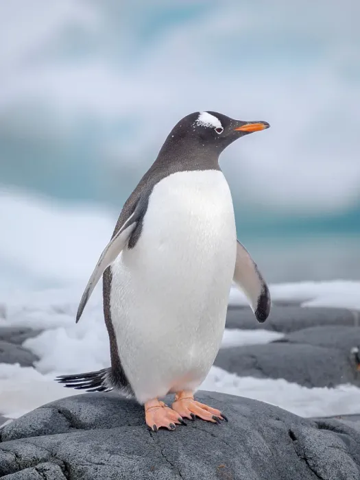 Framed Print : Gentoo Penguin waking to the shore. Antarctica, Antarctic Peninsula, Wiencke Island