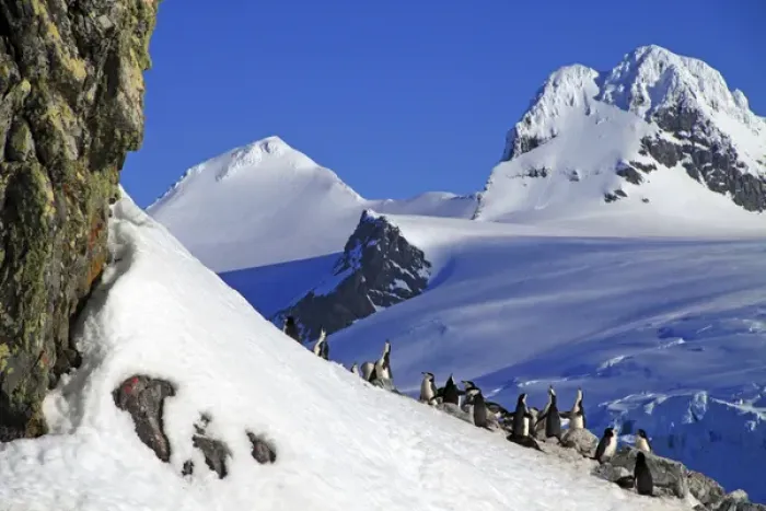 Framed Print : Gentoo penguins and chicks (Pygoscelis papua) at rookery in Paradise Harbor, Antarctica